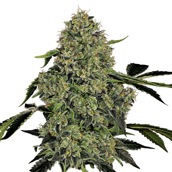 Auto OG Kush 1 u. fem. White Label