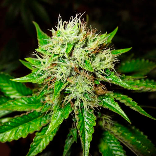 Auto OG Kush 5 pz. fem. Nirvana