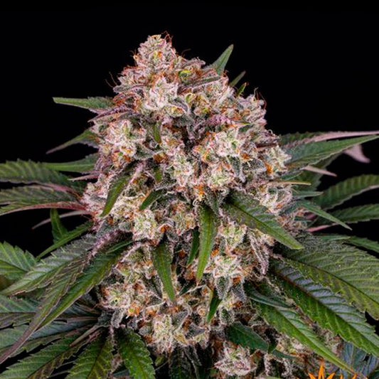Auto OG Kush 10 u. fem. Barney's