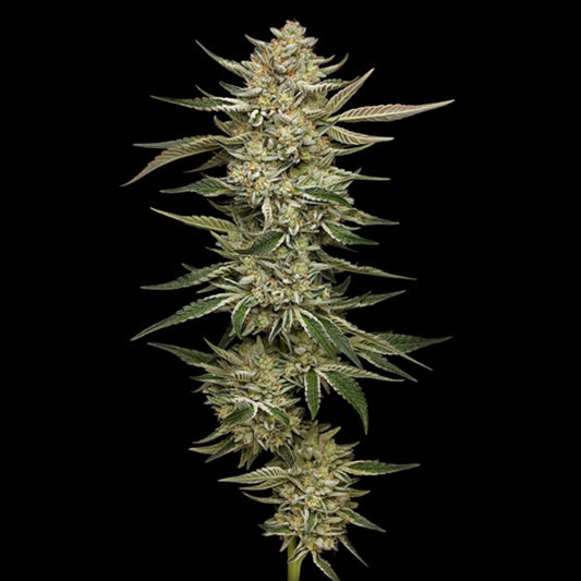 Auto OG Triploid 3 u. fem Humboldt Seeds Company