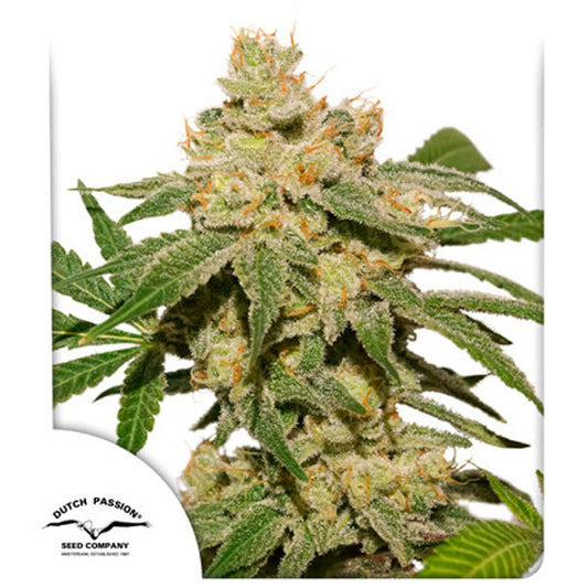 Auto Oh My Gusher  3 u. fem. Dutch Passion