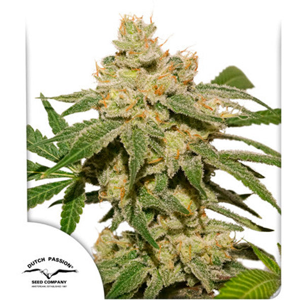 Auto Oh My Gusher 7 pc. fem. Dutch Passion