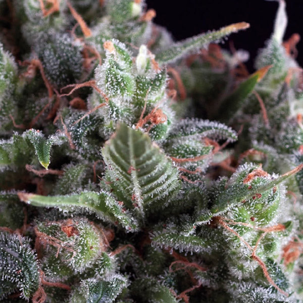 Auto Olympia 3 u. fem. Pyramid Seeds