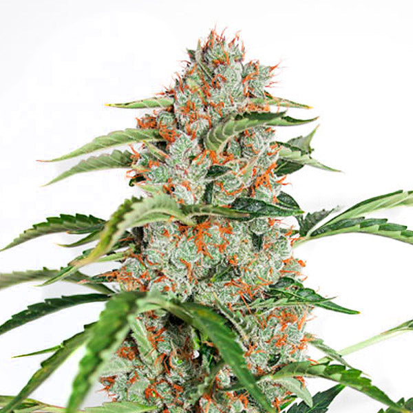 Auto Orange Bud 7 pc. fem. Dutch Passion