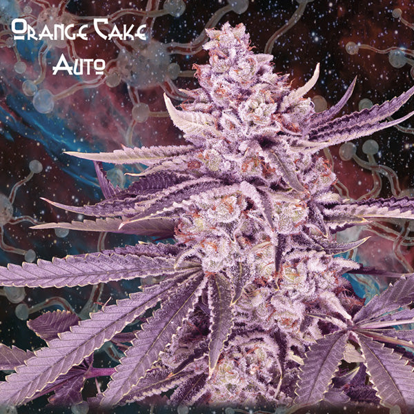 Auto Orange Cake 3 pk. fem. Nemeseeds