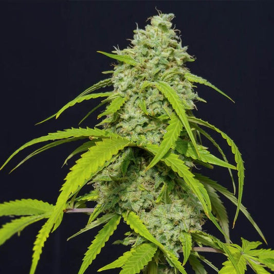Auto Orange Kush 3 u. fem. Eva Seeds