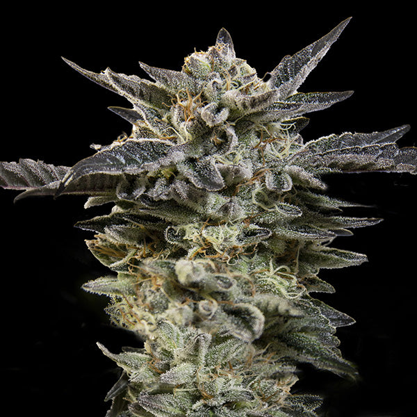 Auto Oreoz 100 pcs. fem. 00 Seeds