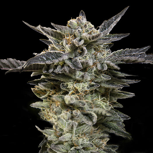 Auto Oreoz 25 pcs. fem. 00 Seeds