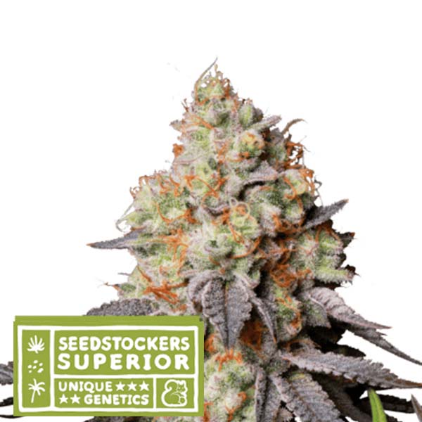 Auto Panty Punch fem. 1 unità Seedstockers Superior