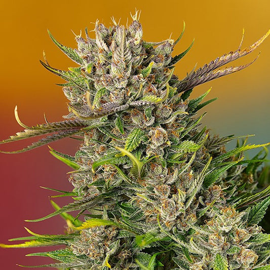 Auto Papaya Zoap  25 u. fem. Granel Profesionales Sweet Seeds