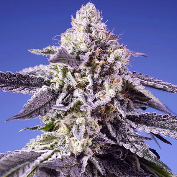 Auto Permanent Jealousy XL   5+2 u. fem. Sweet Seeds