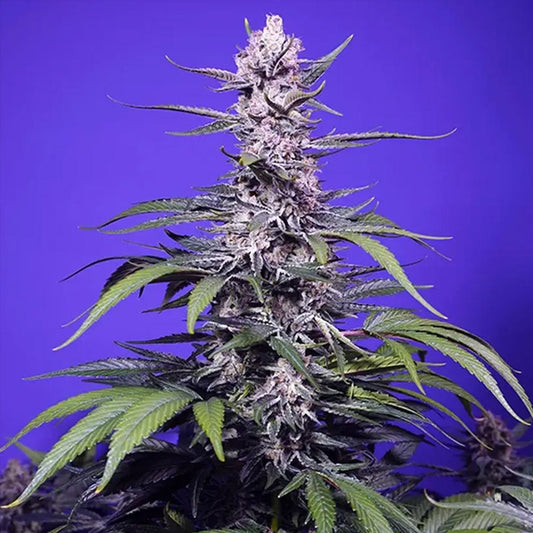 Pennarello indelebile automatico XL 5+2 u. fem. Sweet Seeds