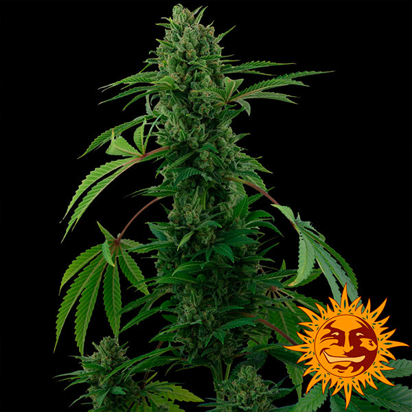 Auto Pineapple Express fem. 1 pc. Barney's