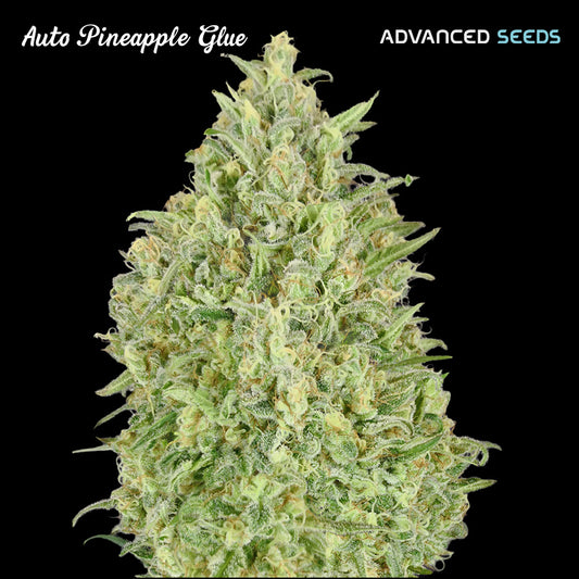 Auto Pineapple Glue 3 + 1 pz. fem. Advanced Seeds