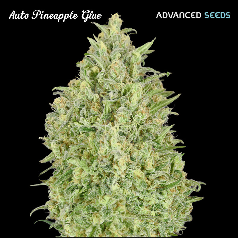 Auto Pineapple Glue 25 pz. fem. Advanced Seeds