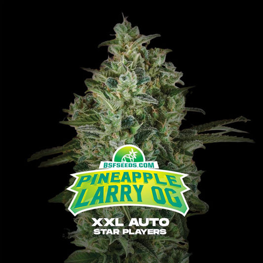 Auto Pineapple Larry OG XXL  7 u. fem BSF Seeds