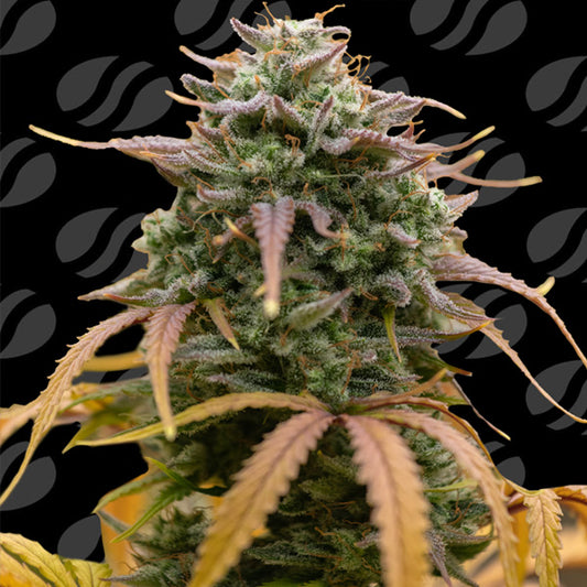 Auto Pineapple Pulse  5 u. fem. Original Sensible