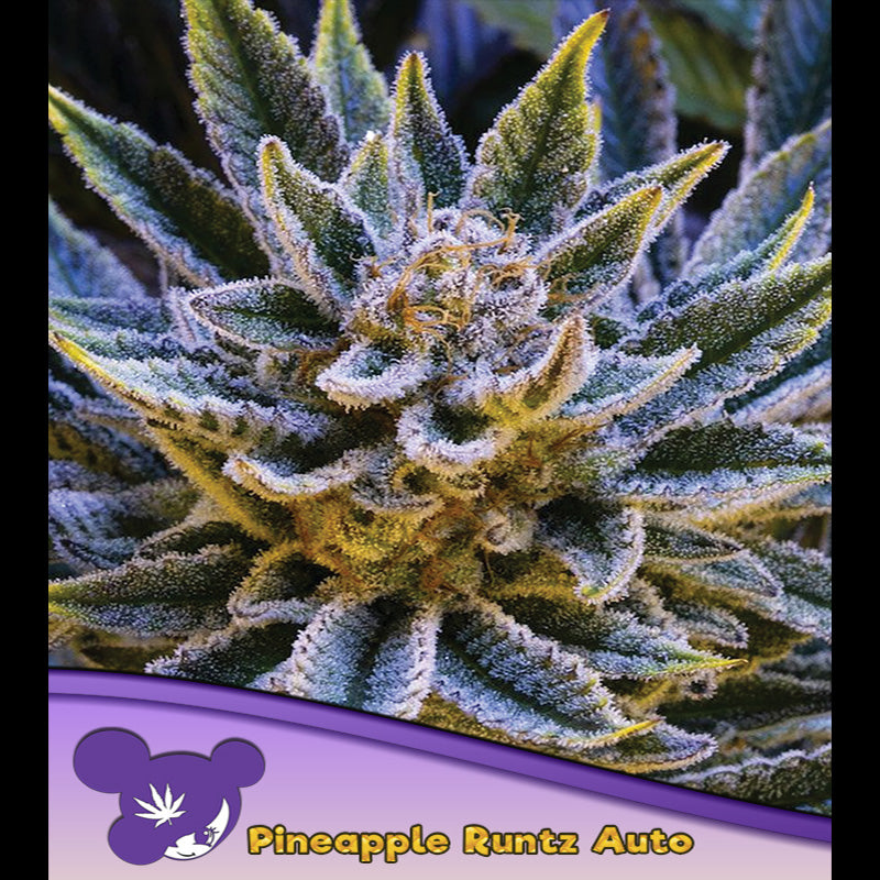 Auto Pineapple Runtz 3 pz. fem Anesia