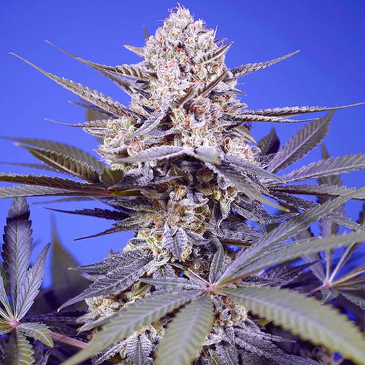 Auto Pineapple Slush XL   3+1 pz. fem. Sweet Seeds
