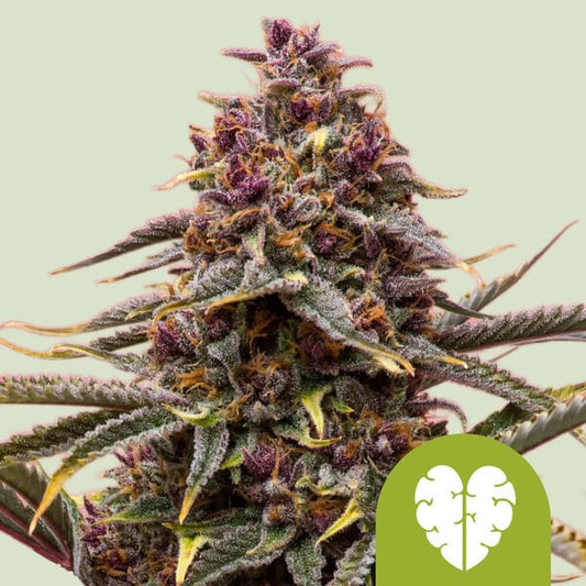 Auto Pink Mist 10 u. fem. Royal Queen