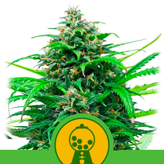 Auto Pink Runtz  3 u. fem. Royal Queen