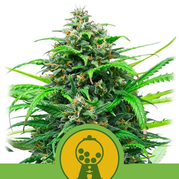 Auto Pink Runtz 10 u. fem. Royal Queen