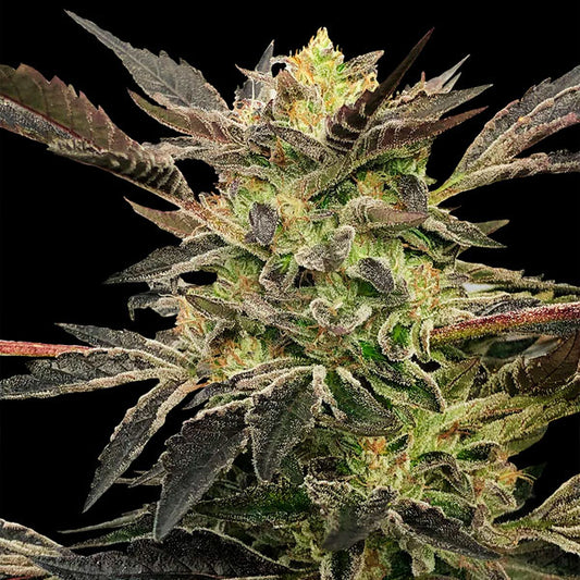 Auto Pink Sunset  "by Sherbinskis"   3 ud Silent Seeds