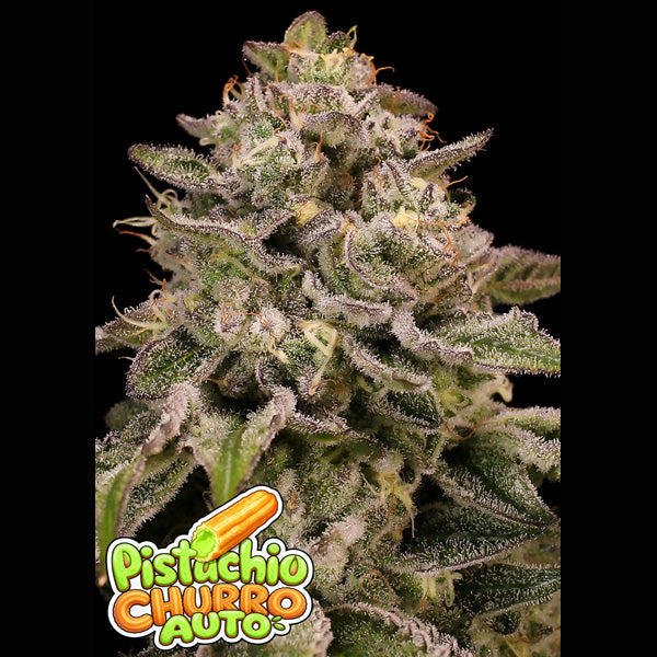 Auto Pistachio Churro  5 u. fem Anesia
