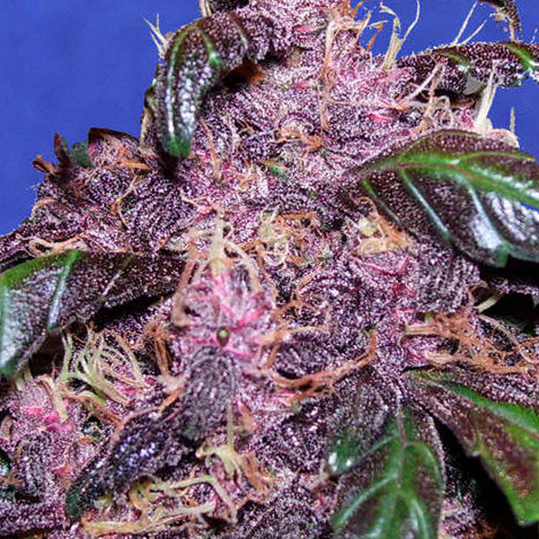 Auto Purple 3 u. fem. Original Sensible