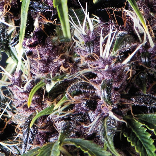 Auto Purple 3 u. fem. Pyramid Seeds