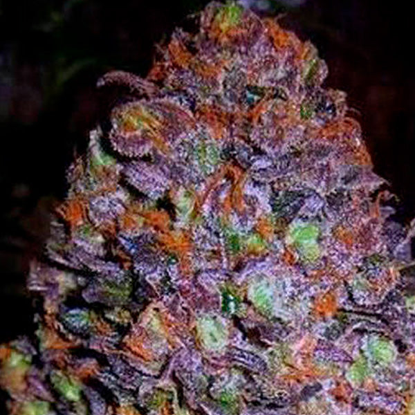 Auto Purple Haze 1 pz. fem. Original Sensible
