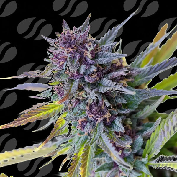 Auto Purple Lemon Tree XL Edizione Limitata 3 u. fem. Original Sensible