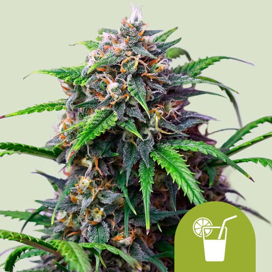 Auto Purple Lemonade   3 u. fem. Royal Queen