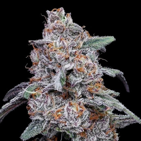 Auto Purple People Eater  3 u. fem. DNA Genetics