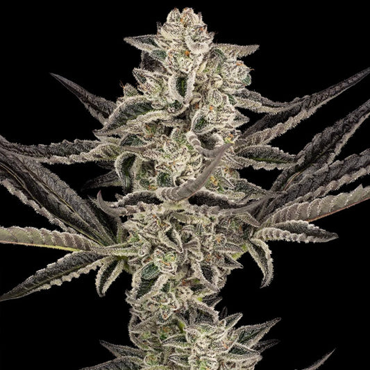 Auto Purple Pickle   5 u. fem. Sensi Seeds Research