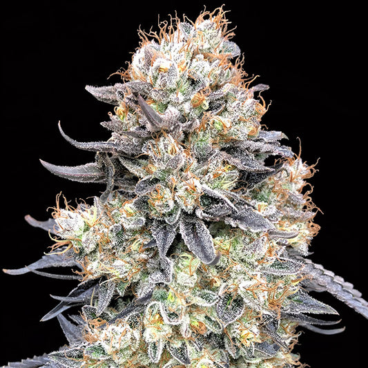 Auto Purple Punch 3 pcs. fem. 00 Seeds