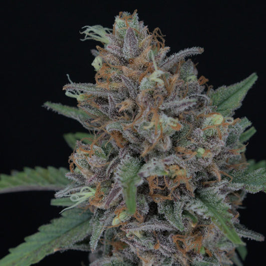 Auto Purple Punch 3 u. fem Pure Instinto