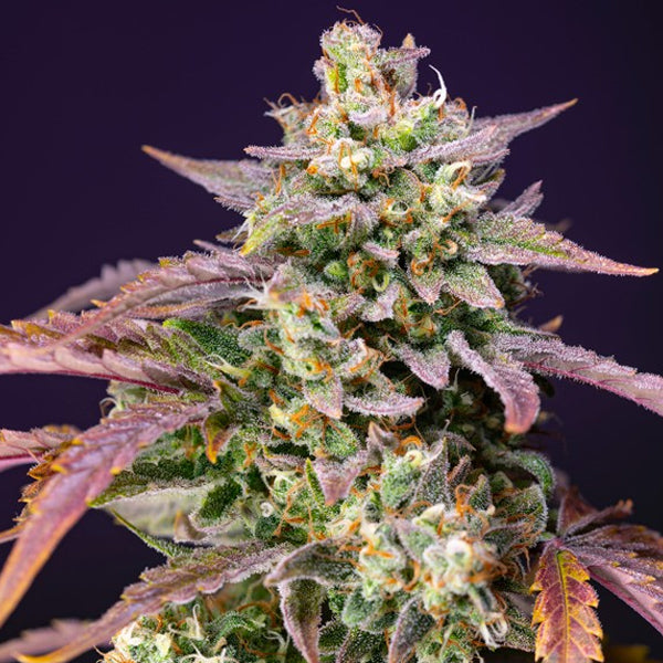 Auto Purple Punch OG XL 3+1 u. fem. Sweet Seeds
