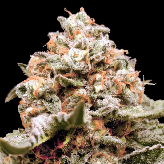 Auto Rainbow Mints 100 pcs. fem. 00 Seeds