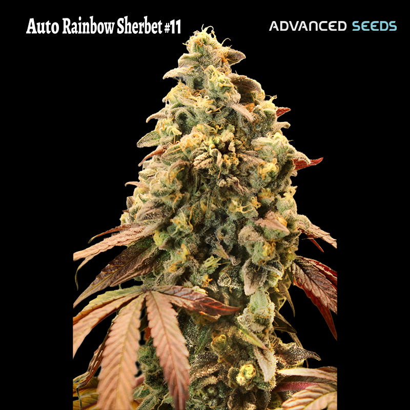 Auto Rainbow Sherbet #11 - 1 u. fem. Advanced Seeds