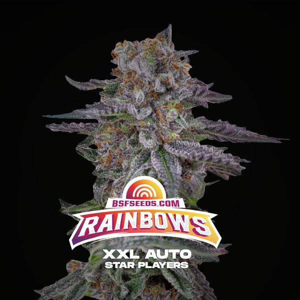 Auto Rainbows XXL  2 u. fem BSF Seeds