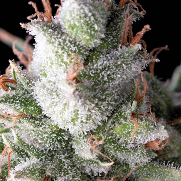 Auto Ramses 3 pc. fem. Pyramid Seeds