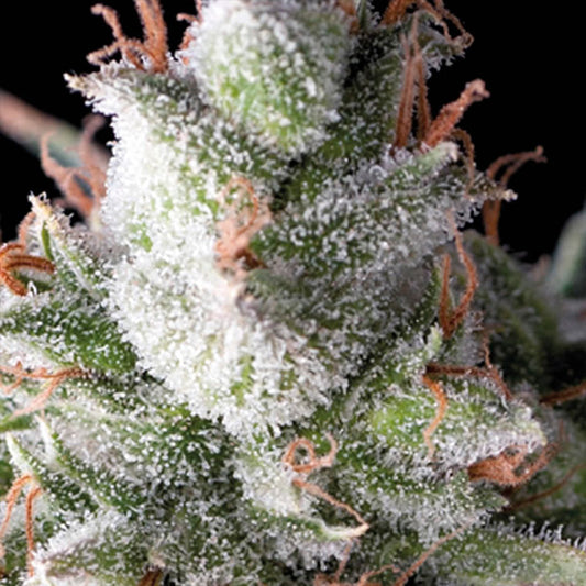 Auto Ramses  5 u. fem. Pyramid Seeds