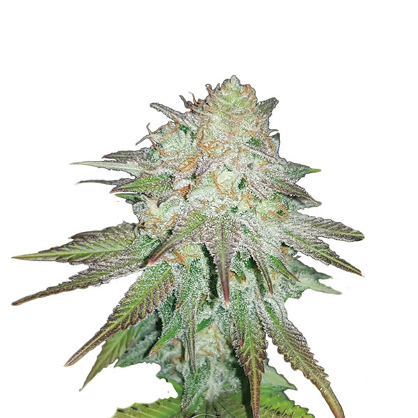 Auto Raspberry Cough 10 pz. fem. Nirvana