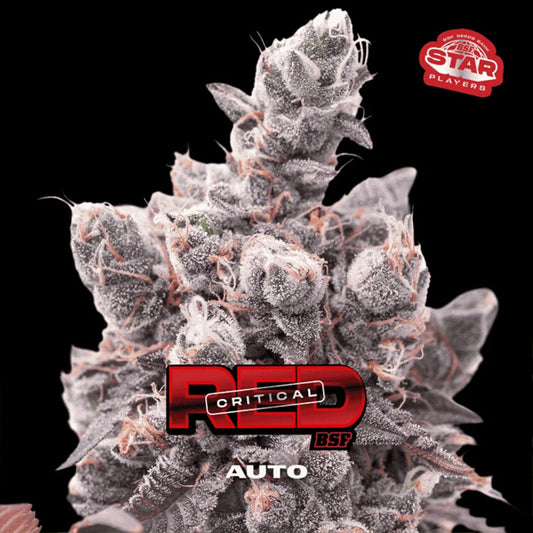 Auto Red Critical  2 u. fem BSF Seeds