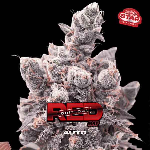 Auto Red Critical  7 u. fem BSF Seeds