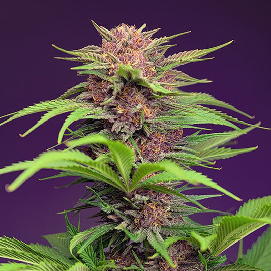 Auto Red Mimosa XL   5+2 pz. fem. Sweet Seeds