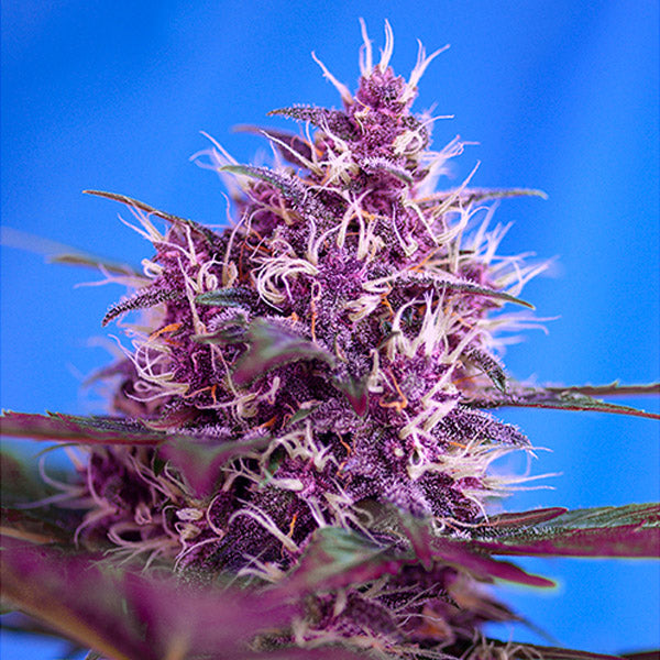Auto Red Poison   5+2 semi femminizzati Sweet Seeds