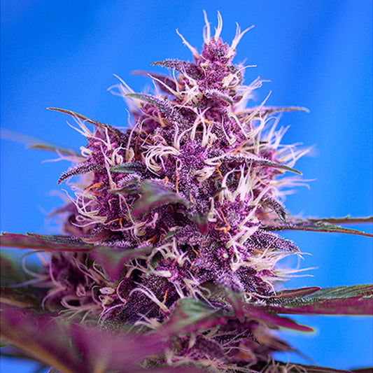 Auto Red Poison   5+2 semi femminizzati Sweet Seeds