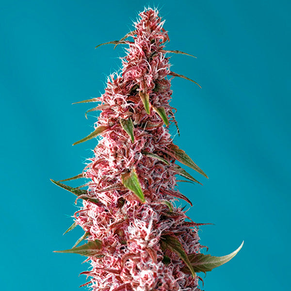Auto Red Pure CBD 3+1 u. fem. Sweet Seeds